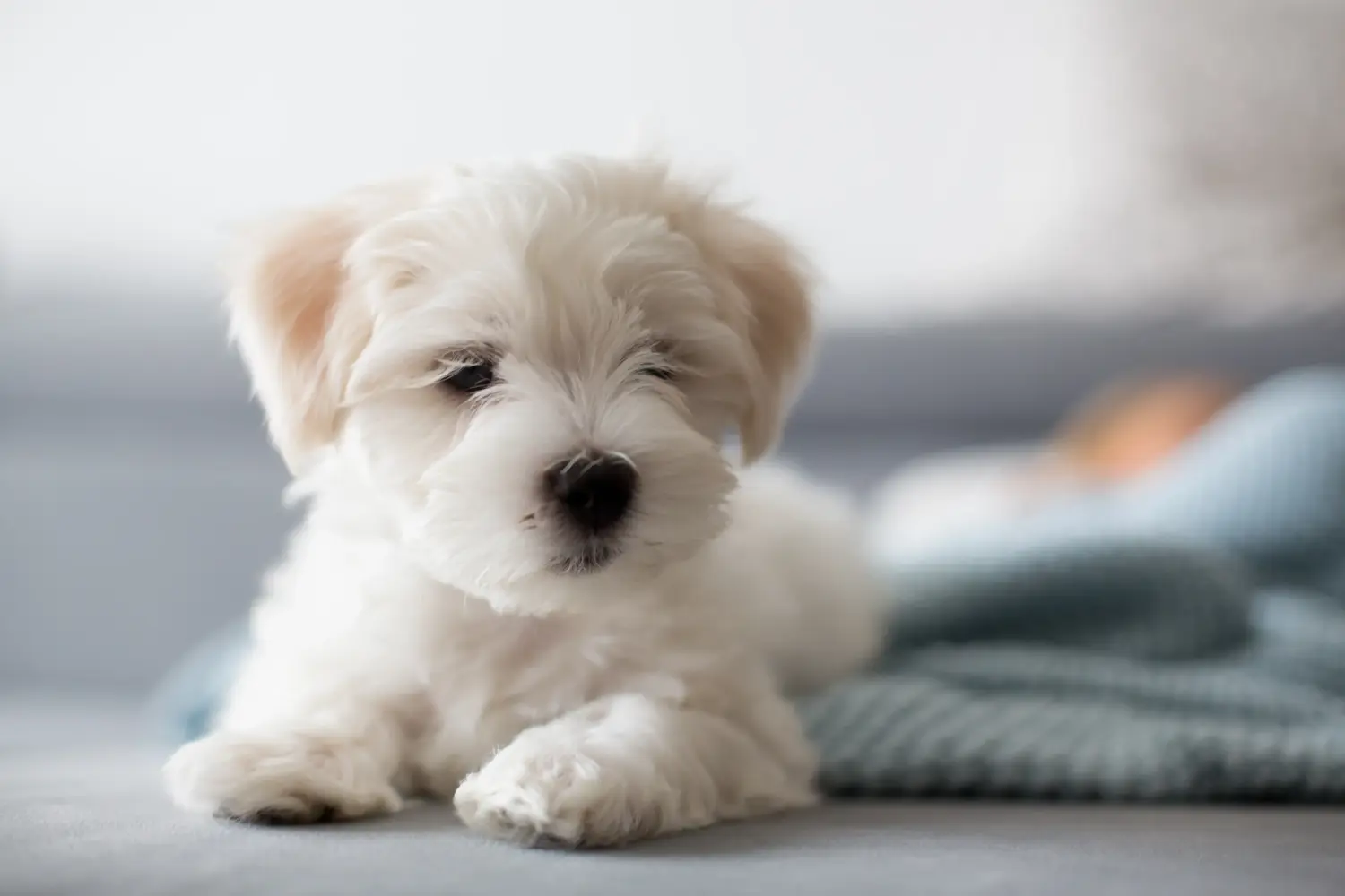 Acheter un chiot bichon maltais, c'est prendre ses responsabilités ! Acheter des chiots bichons maltais.