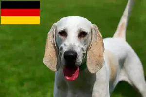 Lire la suite à propos de l’article Billy Éleveurs et chiots en France