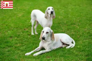 Lire la suite à propos de l’article Éleveurs et chiots de Billy à Brême