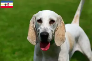 Lire la suite à propos de l’article Billy Éleveurs et chiots en Mecklembourg-Poméranie occidentale