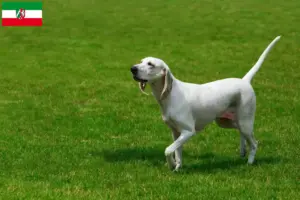 Lire la suite à propos de l’article Billy Éleveurs et chiots en Rhénanie-du-Nord-Westphalie