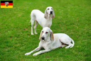 Lire la suite à propos de l’article Billy éleveurs et chiots en Sarre