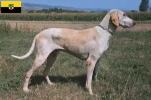 Lire la suite à propos de l’article Billy Éleveurs et chiots en Saxe-Anhalt