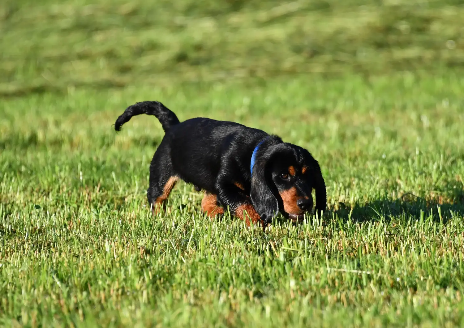 Acheter un chiot Blaireau des Alpes, c'est prendre ses responsabilités ! Acheter des chiots Blaireau des Alpes.
