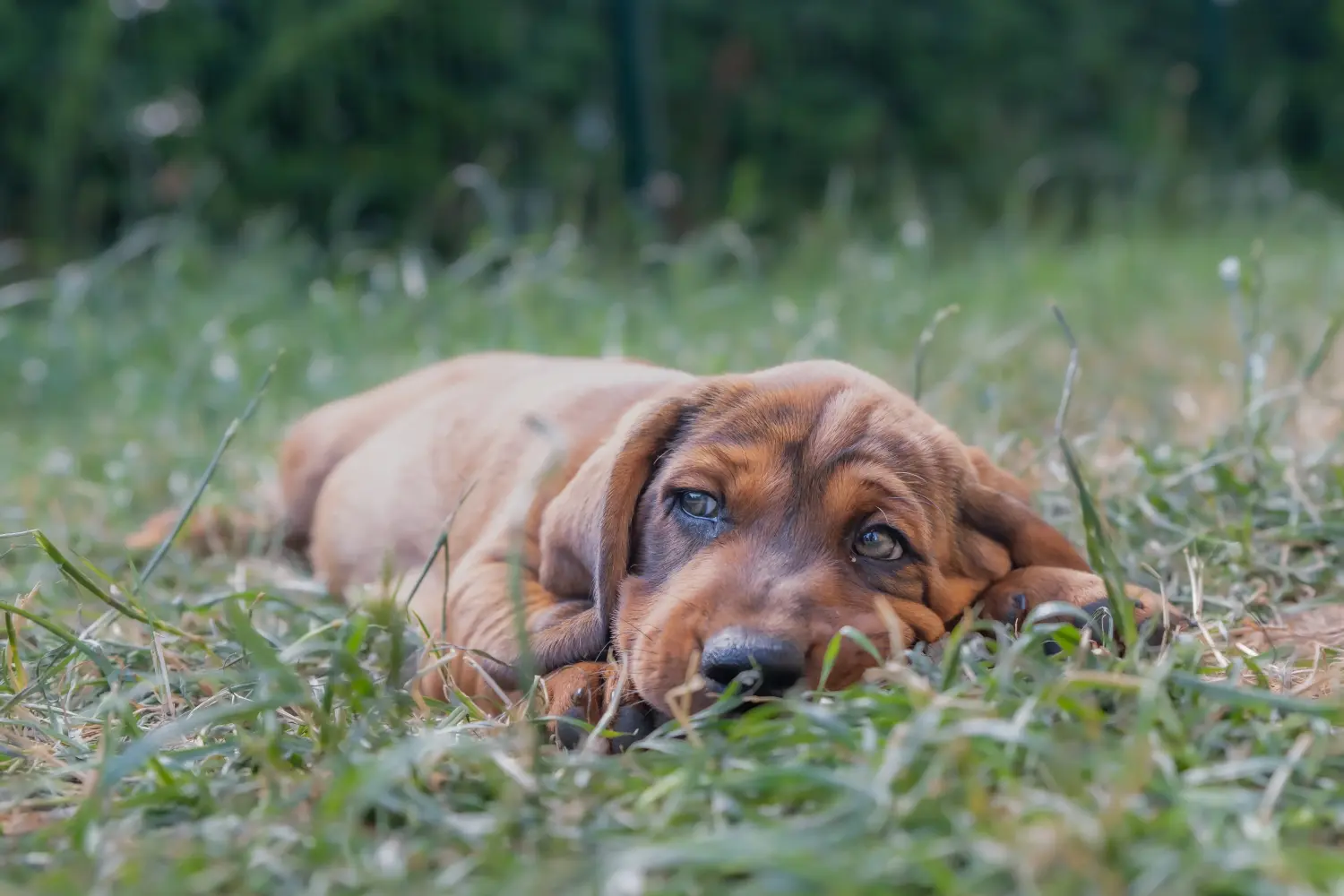Acheter un chiot Blaireau des Alpes, c'est prendre ses responsabilités ! Acheter des chiots Blaireau des Alpes.
