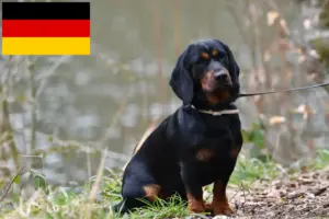 Lire la suite à propos de l’article Blaireau des Alpes éleveurs et chiots en Allemagne