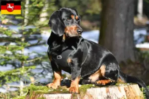 Lire la suite à propos de l’article Blaireau des Alpes éleveurs et chiots en Basse-Saxe