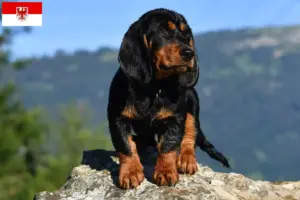Lire la suite à propos de l’article Blaireau des Alpes éleveurs et chiots dans le Brandebourg