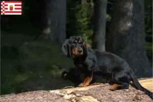 Lire la suite à propos de l’article Blaireau des Alpes éleveurs et chiots à Brême