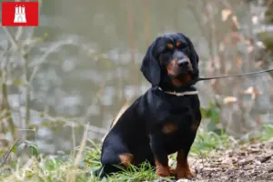 Lire la suite à propos de l’article Blaireau des Alpes éleveurs et chiots à Hambourg