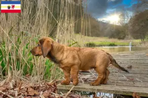 Lire la suite à propos de l’article Blaireau des Alpes éleveurs et chiots dans le Mecklembourg-Poméranie occidentale
