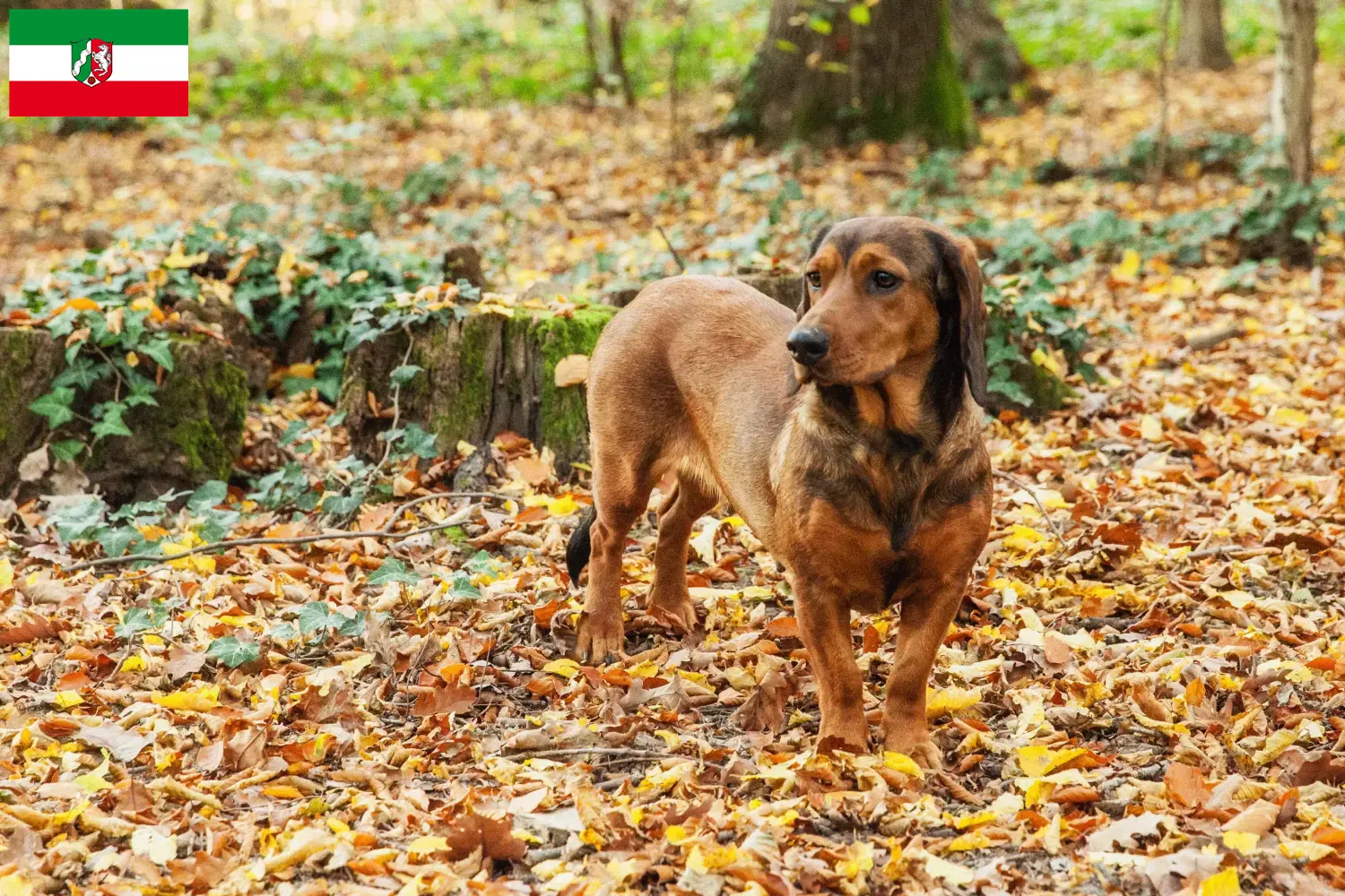 Blaireau des Alpes chiots et éleveurs Rhénanie-du-Nord-Westphalie Ici, tu trouveras des éleveurs de blaireaux des Alpes en Rhénanie-du-Nord-Westphalie.