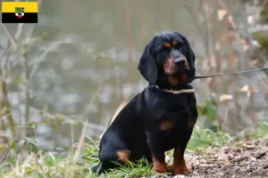 Lire la suite à propos de l’article Blaireau des Alpes éleveurs et chiots en Saxe-Anhalt