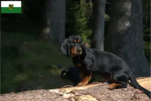 Lire la suite à propos de l’article Blaireau des Alpes éleveurs et chiots en Saxe