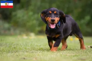 Lire la suite à propos de l’article Blaireau des Alpes éleveurs et chiots dans le Schleswig-Holstein
