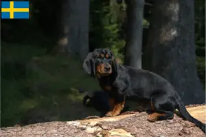 Lire la suite à propos de l’article Blaireau des Alpes éleveurs et chiots en Suède