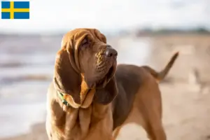 Lire la suite à propos de l’article Éleveurs de bloodhounds et chiots en Suède