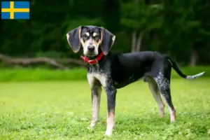 Lire la suite à propos de l’article Bluetick Coonhound Éleveurs et chiots en Suède