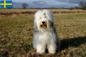 Lire la suite à propos de l’article Éleveurs de bobtails et chiots en Suède