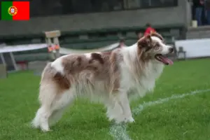Lire la suite à propos de l’article Éleveurs de Border Collie et chiots au Portugal