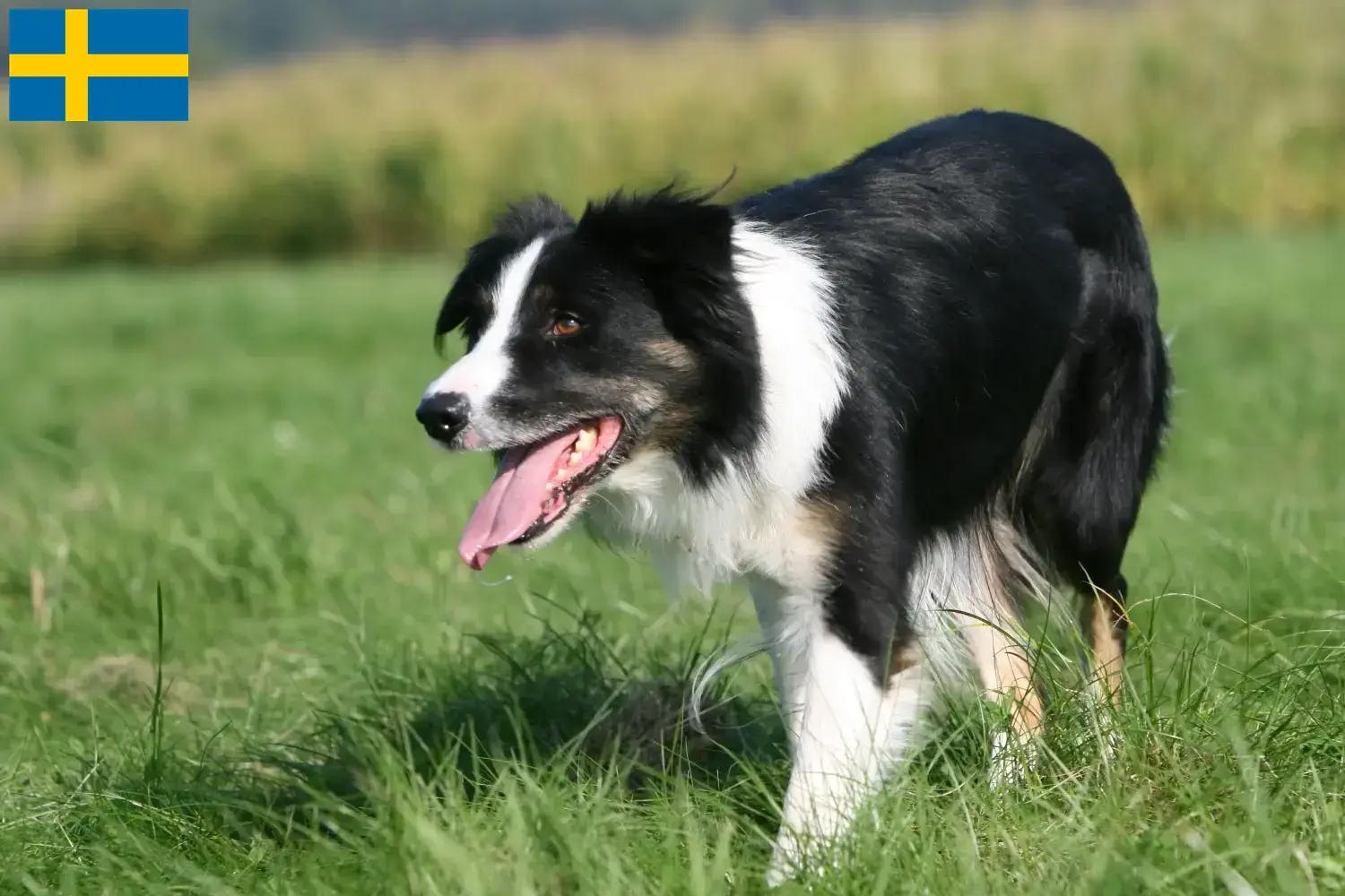 Border Collie chiots et éleveurs Suède Ici tu peux trouver des éleveurs de Border Collies en Suède.