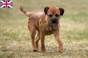 Lire la suite à propos de l’article Éleveurs de border terriers et chiots en Grande-Bretagne