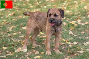 Lire la suite à propos de l’article Éleveurs de border terriers et chiots au Portugal