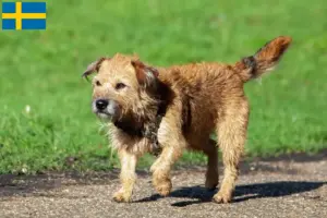 Lire la suite à propos de l’article Éleveurs de border terriers et chiots en Suède