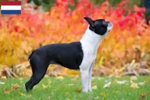 Lire la suite à propos de l’article Éleveurs de Boston Terrier et chiots aux Pays-Bas