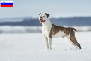 Lire la suite à propos de l’article Éleveurs de Bouledogues américains et chiots en Slovénie