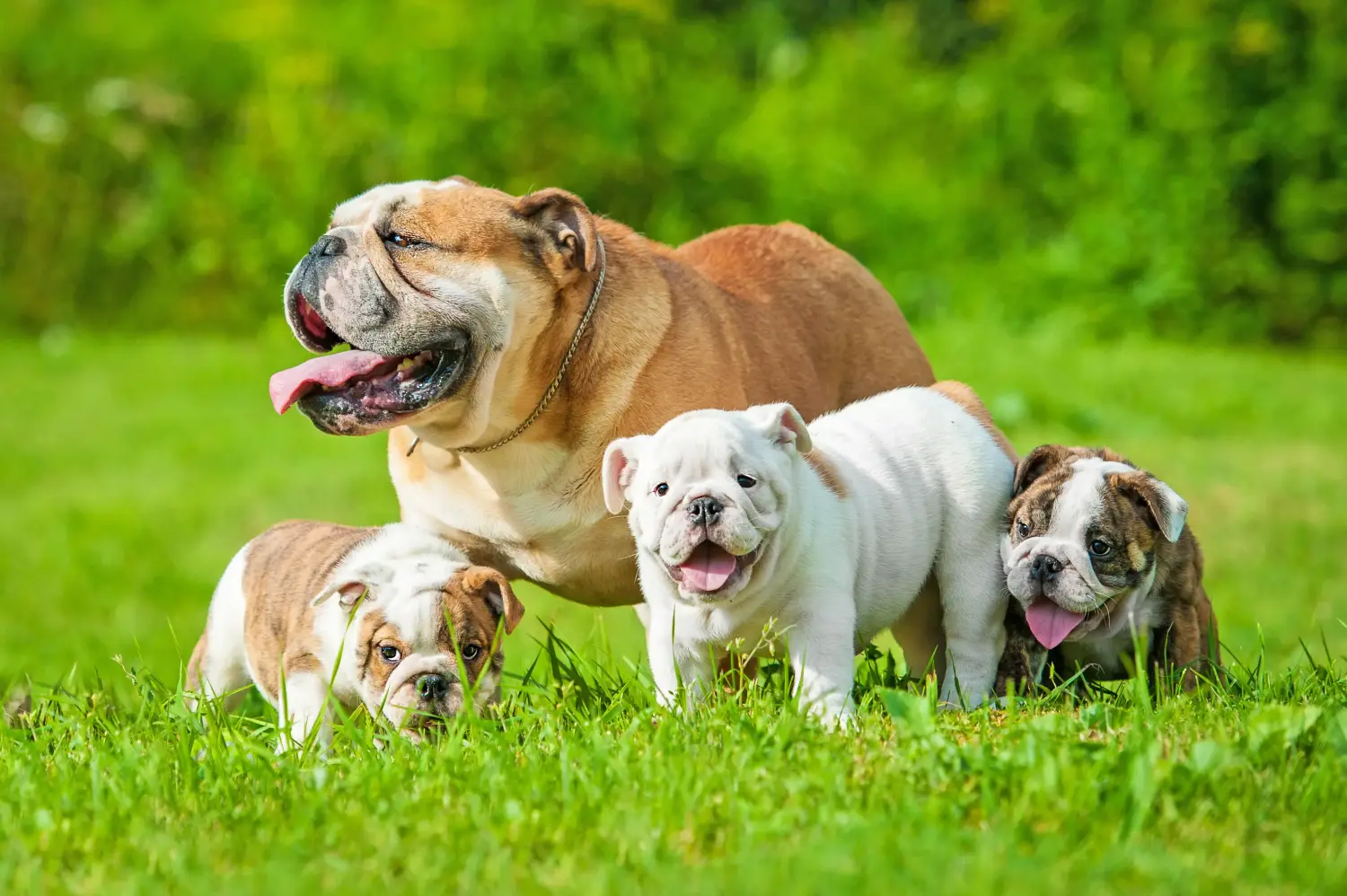 Acheter un chiot bouledogue anglais, c'est prendre ses responsabilités ! Acheter des chiots bouledogues anglais.