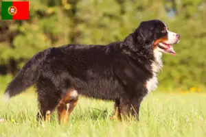 Lire la suite à propos de l’article Bouvier bernois éleveurs et chiots au Portugal