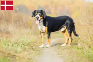 Lire la suite à propos de l’article Éleveurs de bouviers d’Entlebuch et chiots au Danemark