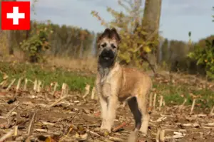 Lire la suite à propos de l’article Bouvier des Ardennes éleveurs et chiots en Suisse