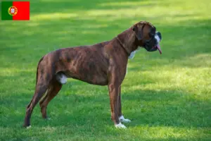 Lire la suite à propos de l’article Éleveurs de boxers et chiots au Portugal