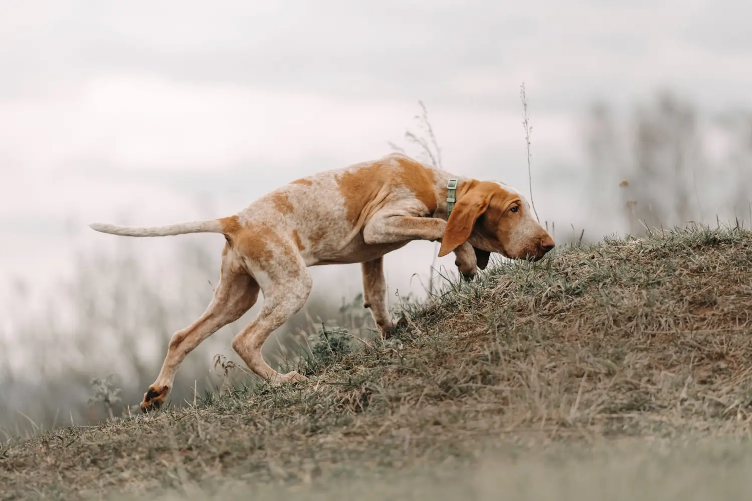 Acheter un chiot Bracco Italiano, c'est prendre ses responsabilités ! Acheter des chiots Bracco Italiano.