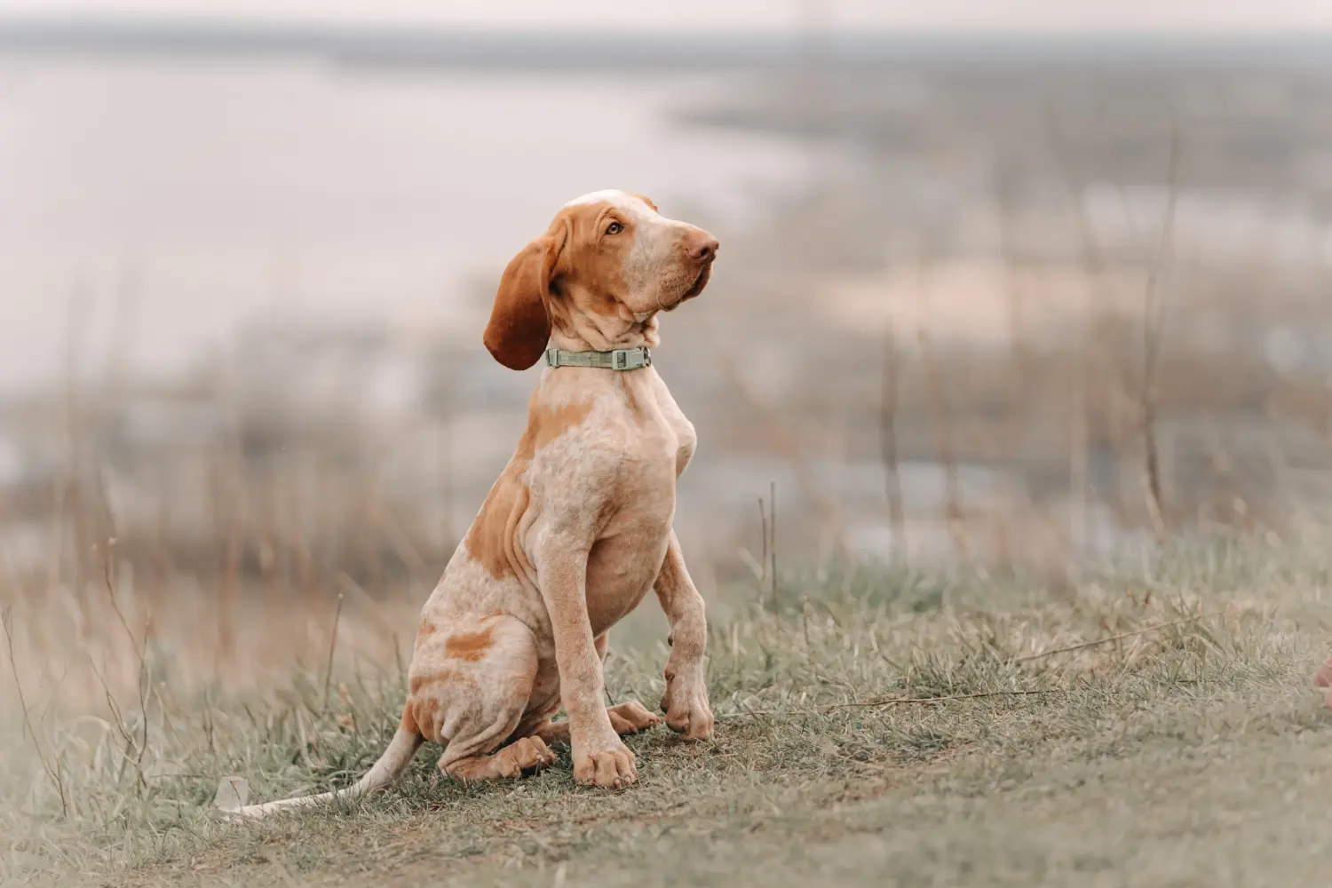 Acheter un chiot Bracco Italiano, c'est prendre ses responsabilités ! Acheter des chiots Bracco Italiano.