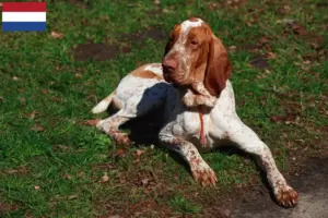 Lire la suite à propos de l’article Bracco Italiano éleveurs et chiots aux Pays-Bas