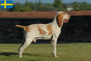 Lire la suite à propos de l’article Bracco Italiano Éleveurs et chiots en Suède