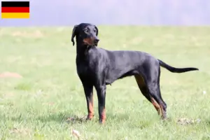 Lire la suite à propos de l’article Brandlbracke éleveurs et chiots en Allemagne