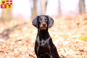 Lire la suite à propos de l’article Brandlbracke Éleveurs et chiots en Auvergne-Rhône-Alpes