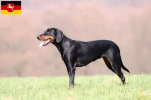 Lire la suite à propos de l’article Brandlbracke Éleveurs et chiots en Basse-Saxe