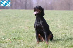 Lire la suite à propos de l’article Brandlbracke Éleveurs et chiots en Bavière
