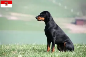 Lire la suite à propos de l’article Brandlbracke éleveurs et chiots dans le Brandebourg