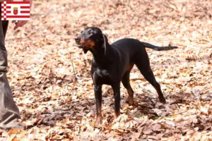 Lire la suite à propos de l’article Brandlbracke Éleveurs et chiots à Brême