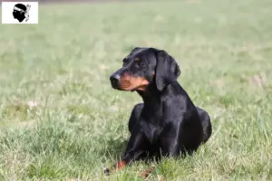 Lire la suite à propos de l’article Brandlbracke éleveurs et chiots en Corse