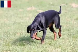 Lire la suite à propos de l’article Brandlbracke Éleveurs et chiots en France