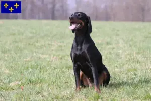 Lire la suite à propos de l’article Brandlbracke Éleveurs et chiots en Île-de-France