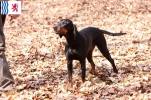 Lire la suite à propos de l’article Éleveurs de chèvres brunes et chiots en Nouvelle-Aquitaine