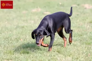Lire la suite à propos de l’article Brandlbracke éleveurs et chiots en Occitanie